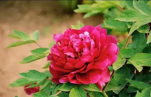 菏澤醫(yī)學(xué)?？茖W(xué)校