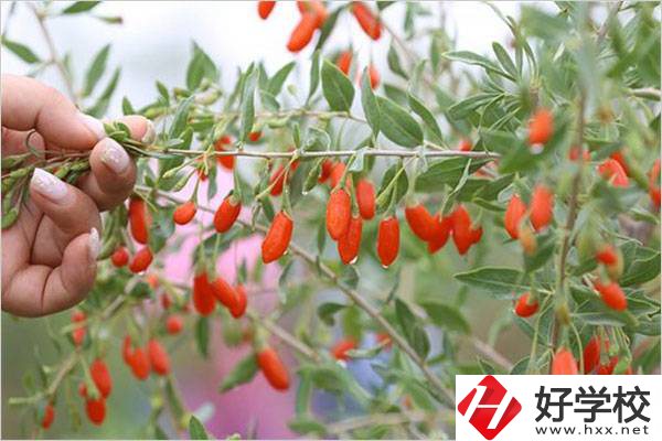 在湘西學(xué)中草藥栽培怎么樣？開設(shè)此專業(yè)的學(xué)校有哪些？