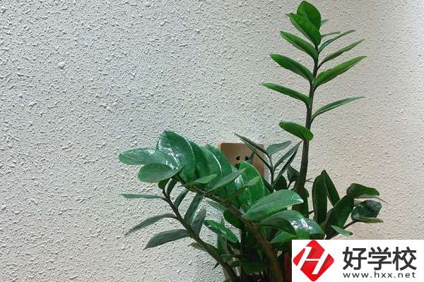 安鄉(xiāng)縣職業(yè)中專學(xué)校有哪些專業(yè)?如何收費(fèi)？