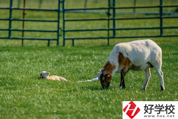 張家界旅游學(xué)校的優(yōu)勢(shì)在哪里？