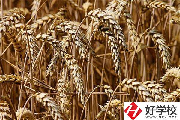 岳陽最好的中專是哪一所？學(xué)校推薦學(xué)習(xí)哪些專業(yè)？