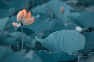 很多考生在結(jié)束了高考之后，由于成績不理想，未能如愿進入理想的大學(xué)